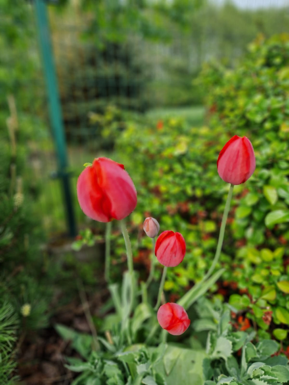 Img 20250124 Wa0000